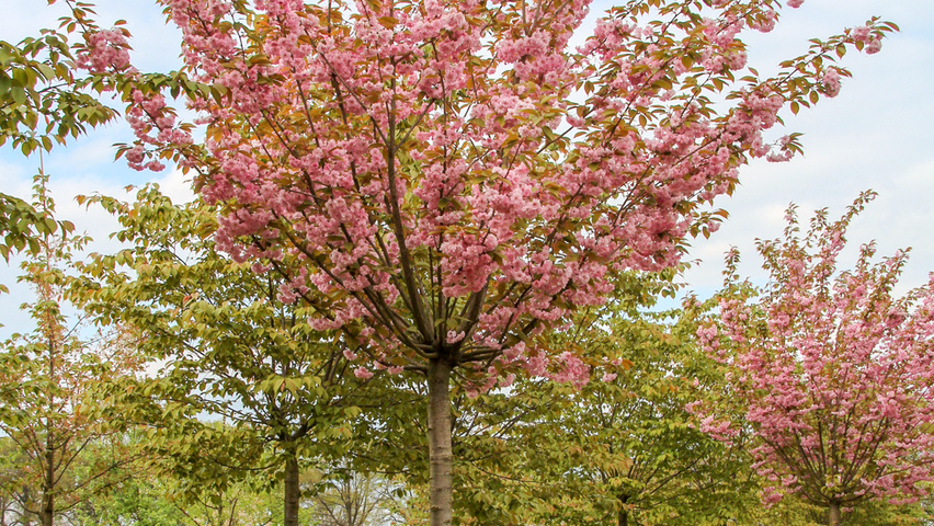 Prunus serrulata 'Kanzan' Деревья с высоким стволом (стандарт)