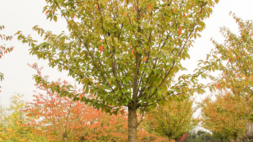 Prunus serrulata 'Kanzan' Деревья с высоким стволом (стандарт)