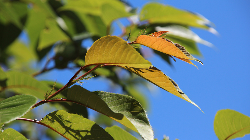 Prunus serrulata 'Kanzan' листья