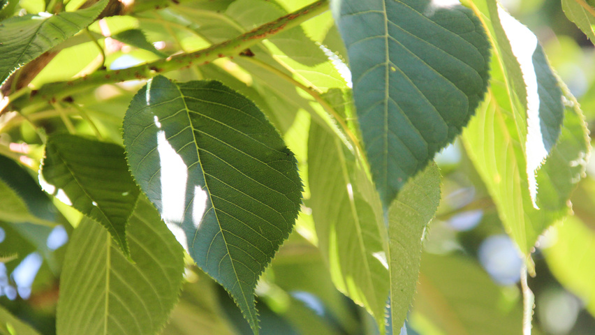 Prunus serrulata 'Kanzan' листья