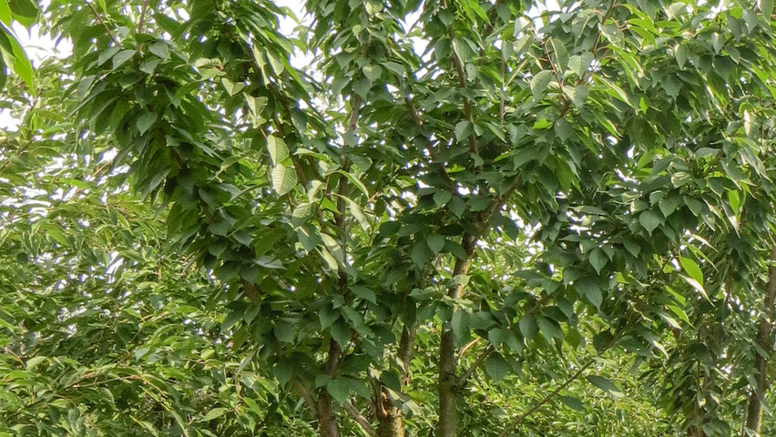 Prunus serrulata 'Kanzan' Многоствольные деревья
