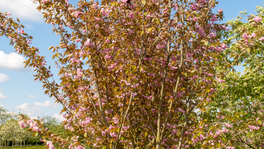 Prunus serrulata 'Kanzan' Многоствольные деревья