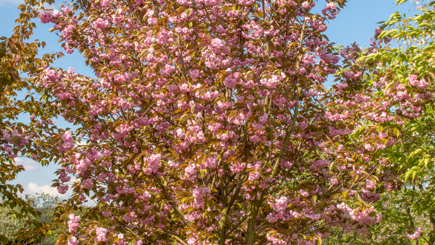 Prunus serrulata 'Kanzan' Многоствольные деревья