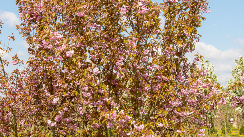 Prunus serrulata 'Kanzan' Многоствольные деревья