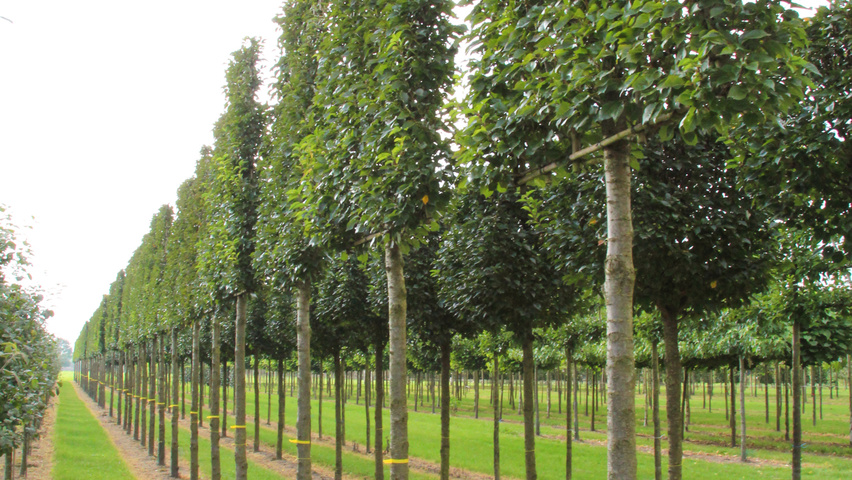Prunus serrulata 'Kanzan' экран