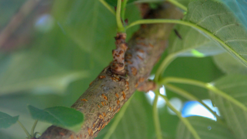 Prunus serrulata 'Kanzan' ветви