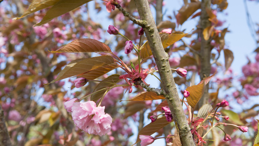 Prunus serrulata 'Kanzan' ветви