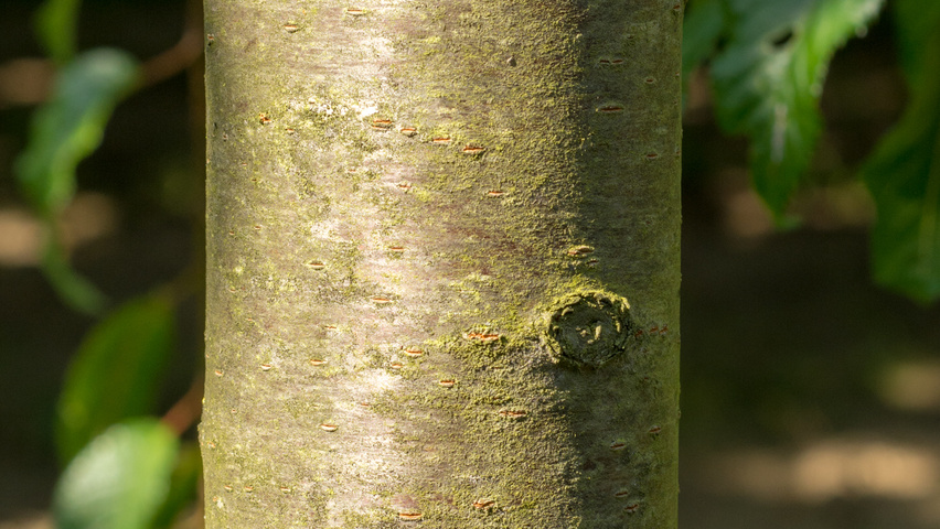 Prunus serrulata 'Kiku-shidare-zakura' kora