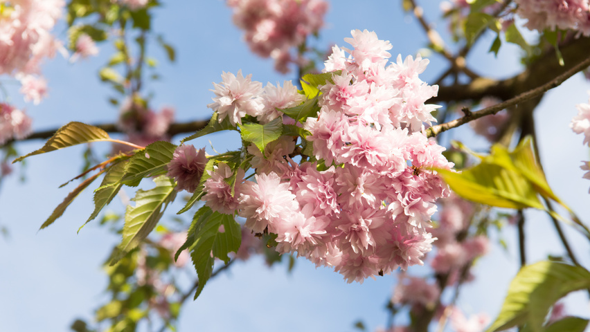 Prunus serrulata 'Kiku-shidare-zakura' kwiaty