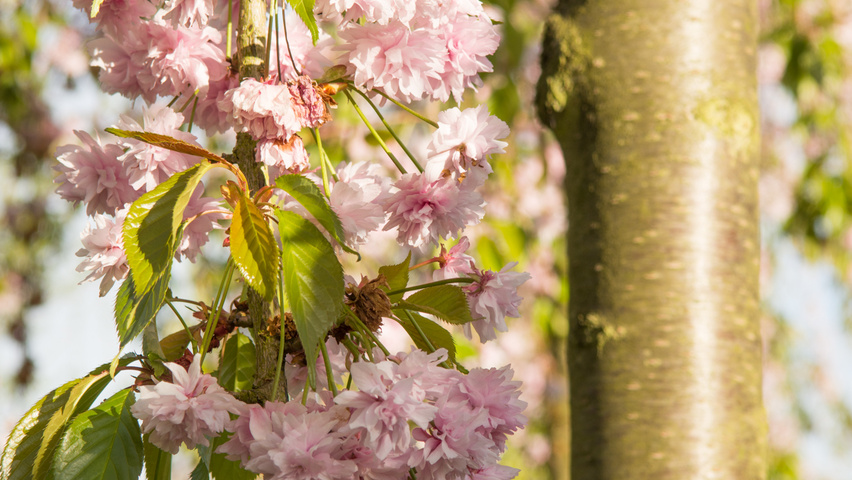 Prunus serrulata 'Kiku-shidare-zakura' kwiaty