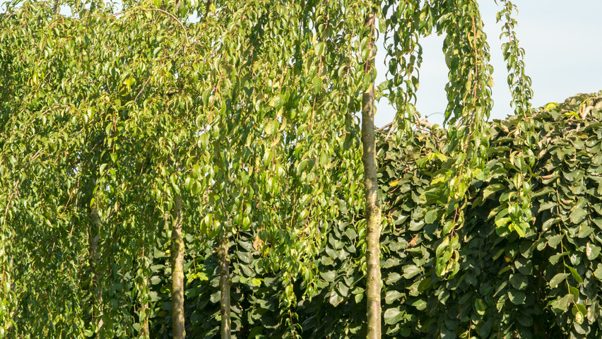 Prunus serrulata 'Kiku-shidare-zakura' pienne
