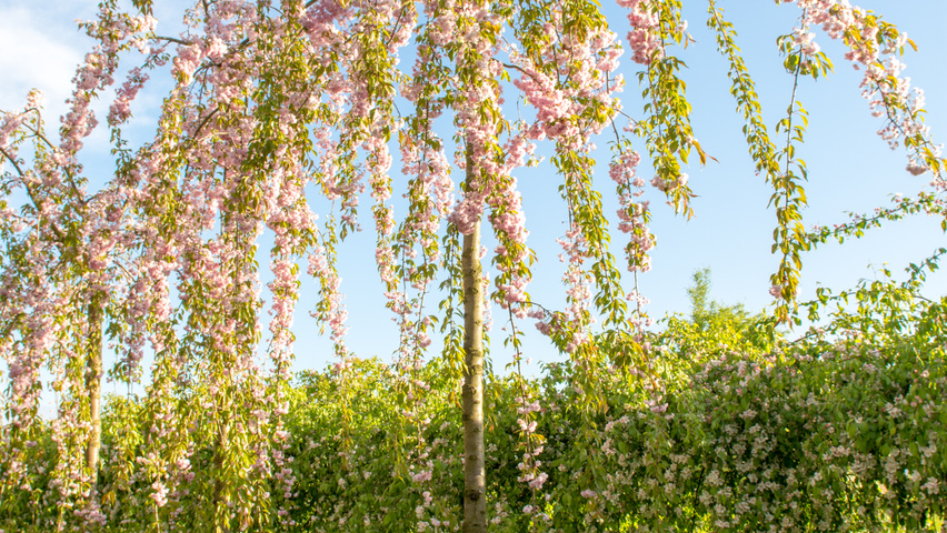 Prunus serrulata 'Kiku-shidare-zakura' pienne