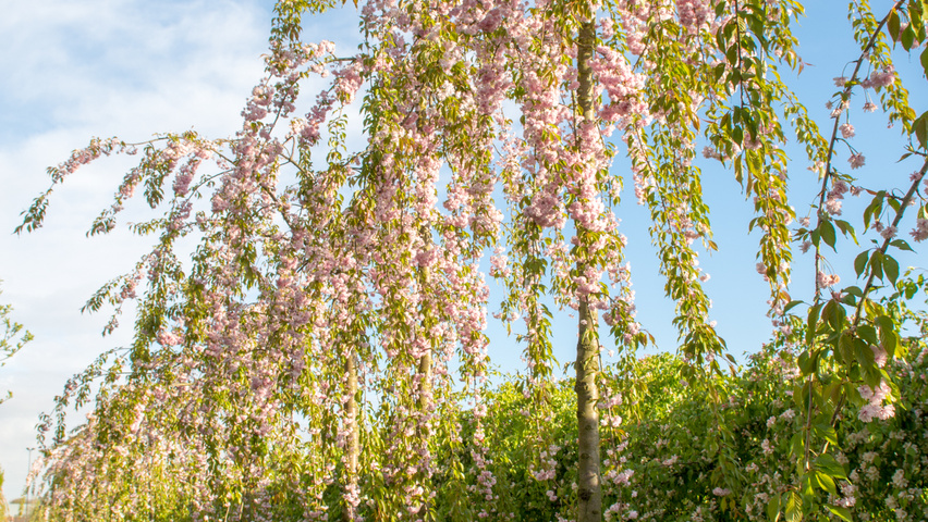 Prunus serrulata 'Kiku-shidare-zakura' pienne
