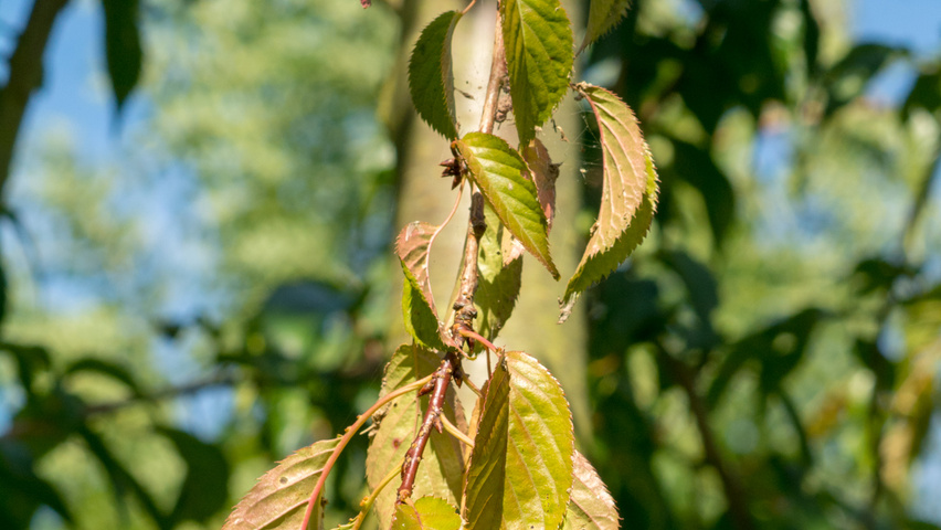 Prunus serrulata 'Kiku-shidare-zakura' liście
