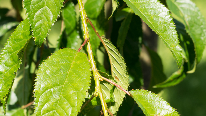Prunus serrulata 'Kiku-shidare-zakura' liście