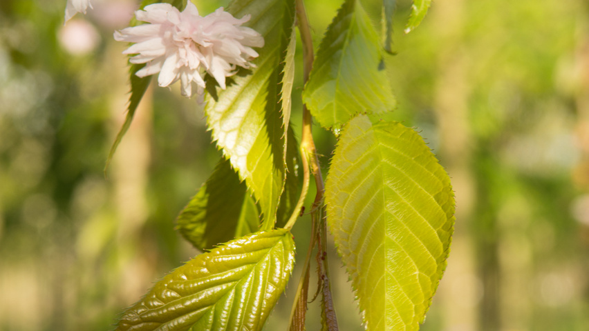 Prunus serrulata 'Kiku-shidare-zakura' liście