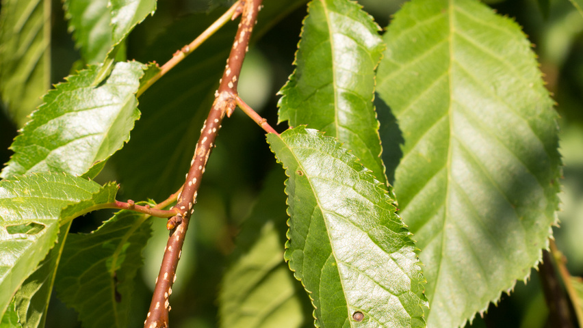 Prunus serrulata 'Kiku-shidare-zakura' pędy