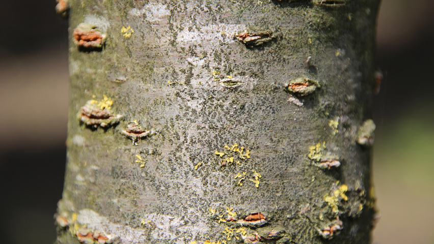 Prunus serrulata 'Pink Perfection' Rinden