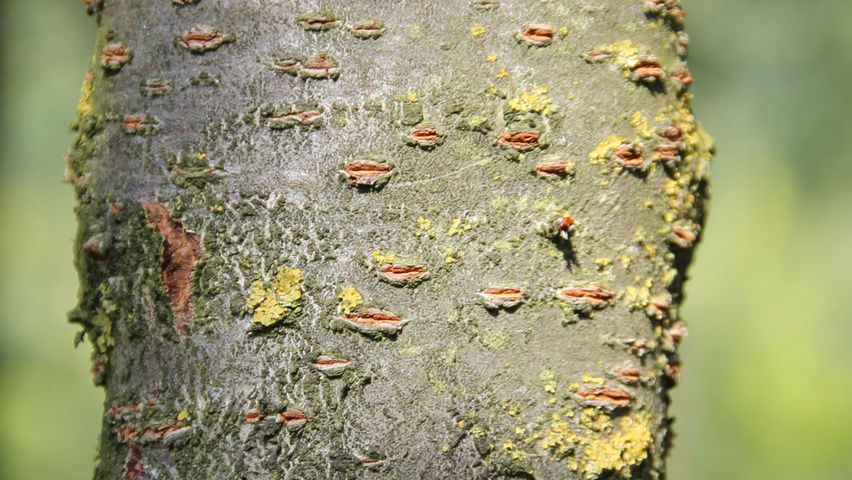 Prunus serrulata 'Pink Perfection' Rinden