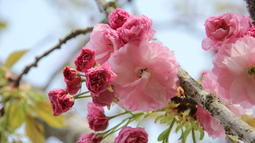 Prunus serrulata 'Pink Perfection' Blumen