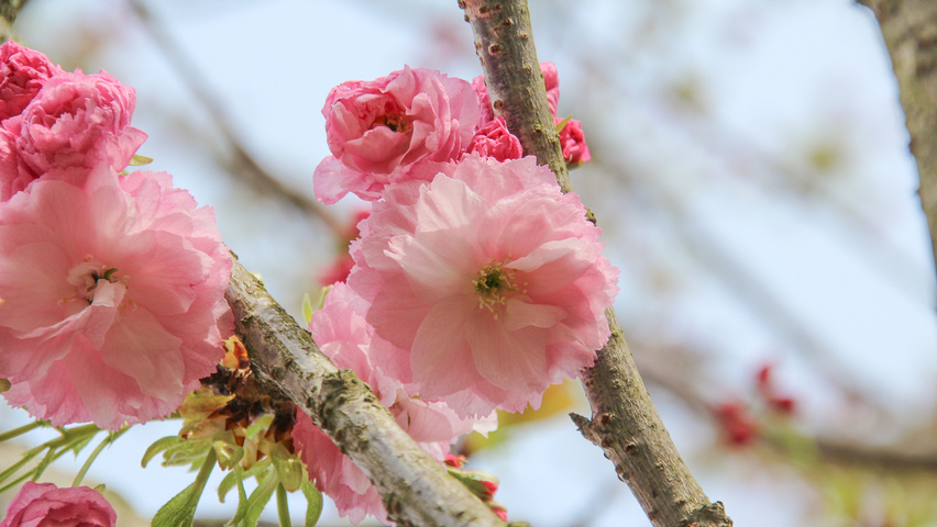Prunus serrulata 'Pink Perfection' Blumen