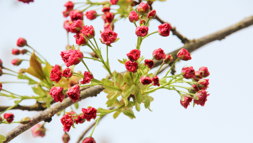 Prunus serrulata 'Pink Perfection' Blumen