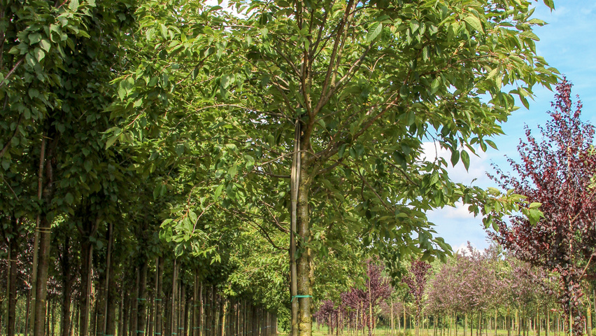Prunus serrulata 'Pink Perfection' hochstämmig