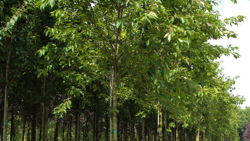 Prunus serrulata 'Pink Perfection' hochstämmig
