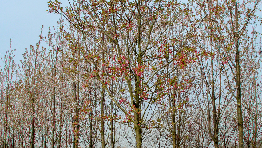 Prunus serrulata 'Pink Perfection' hochstämmig