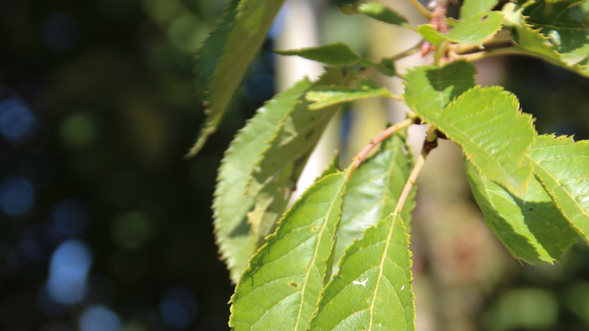 Prunus serrulata 'Pink Perfection' Blatt
