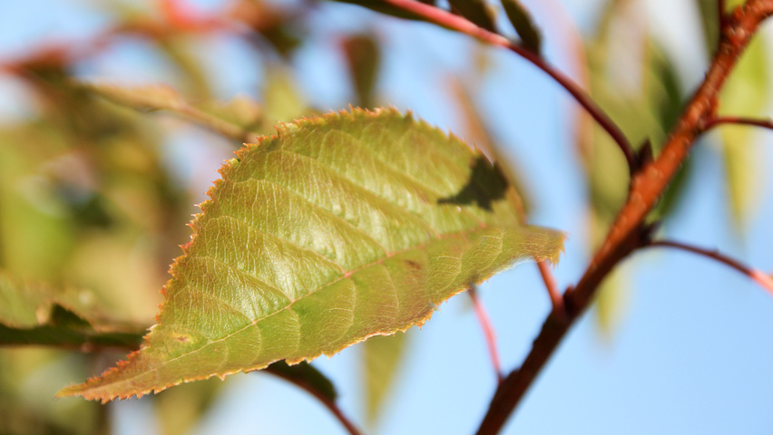 Prunus serrulata 'Pink Perfection' Blatt