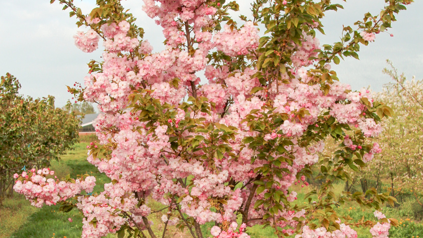 Prunus serrulata 'Pink Perfection' mehrstämmige