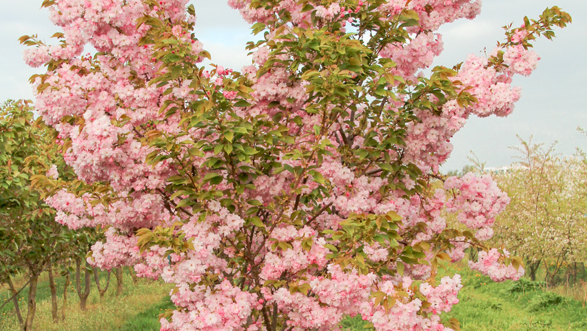 Prunus serrulata 'Pink Perfection' mehrstämmige