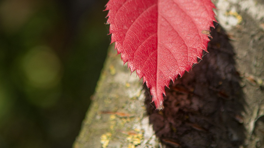 Prunus serrulata 'Royal Burgundy' autumn leaves