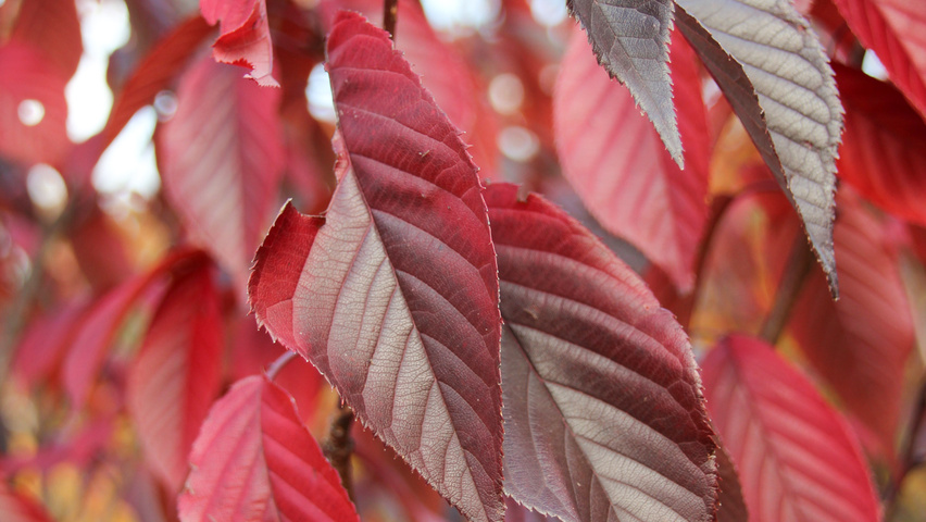Prunus serrulata 'Royal Burgundy' autumn leaves