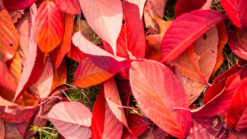 Prunus serrulata 'Royal Burgundy' autumn leaves