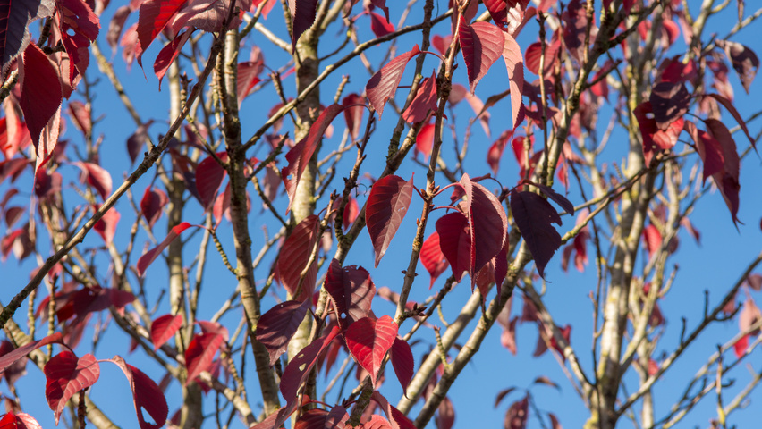Prunus serrulata 'Royal Burgundy' autumn leaves