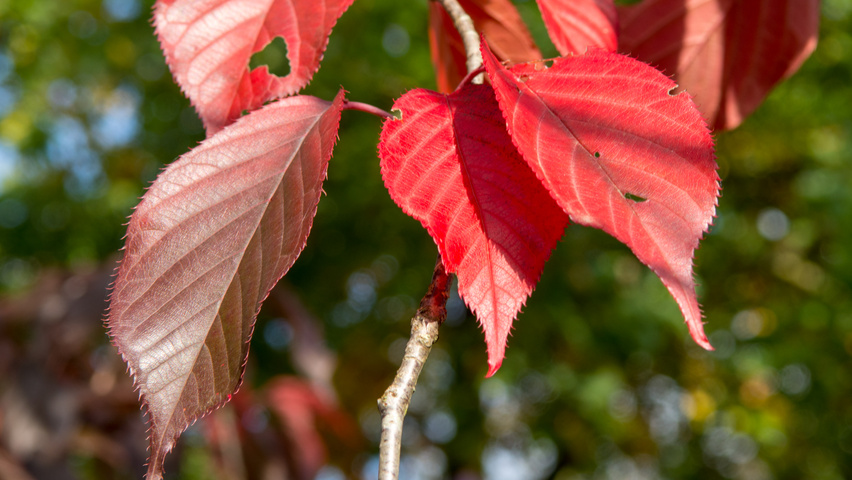 Prunus serrulata 'Royal Burgundy' autumn leaves