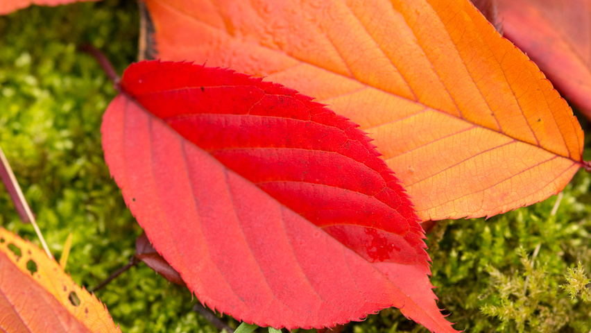 Prunus serrulata 'Royal Burgundy' autumn leaves