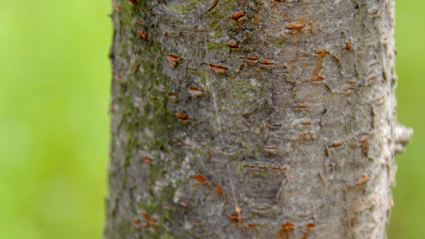 Prunus serrulata 'Royal Burgundy' bark
