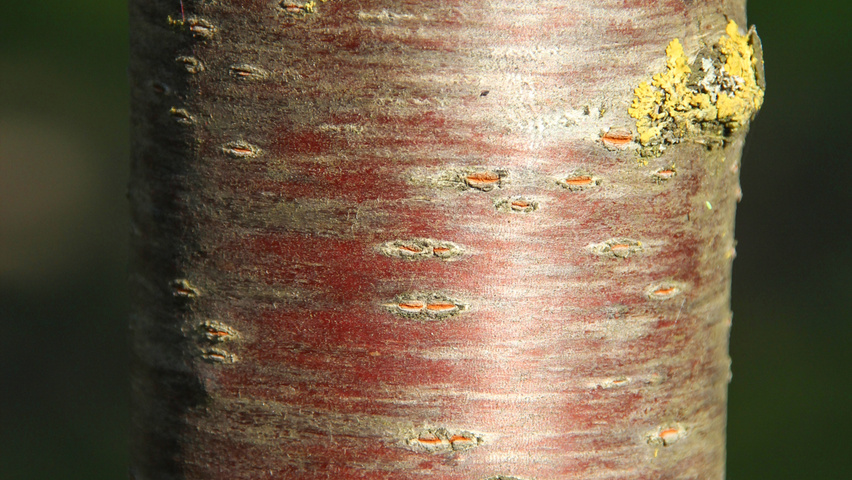 Prunus serrulata 'Royal Burgundy' bark