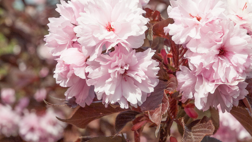 Prunus serrulata 'Royal Burgundy' flowers