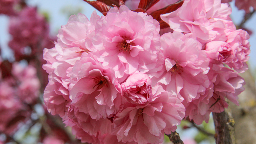 Prunus serrulata 'Royal Burgundy' flowers