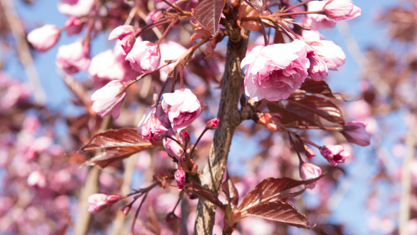 Prunus serrulata 'Royal Burgundy' flowers