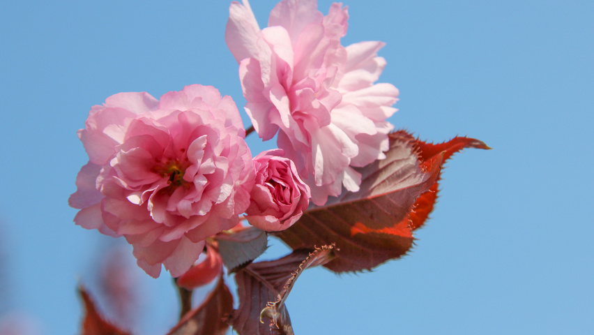Prunus serrulata 'Royal Burgundy' flowers