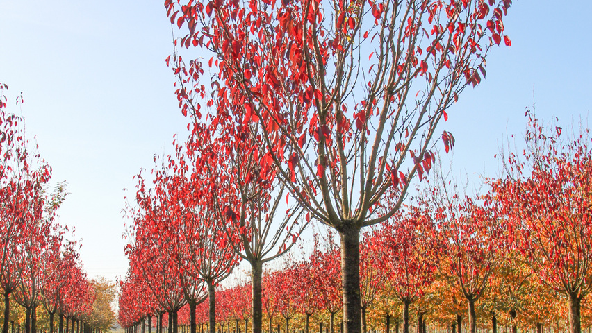 Prunus serrulata 'Royal Burgundy' standard tree