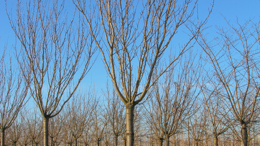 Prunus serrulata 'Royal Burgundy' standard tree