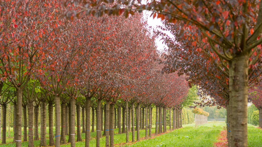 Prunus serrulata 'Royal Burgundy' standard tree