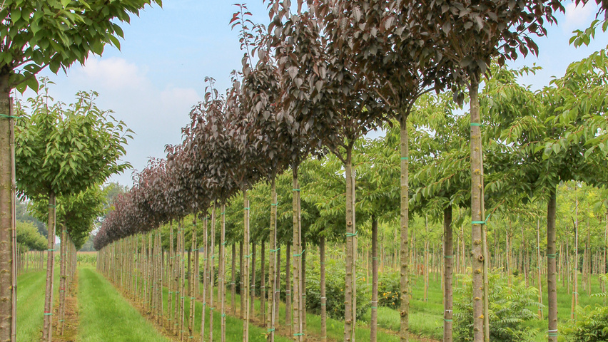 Prunus serrulata 'Royal Burgundy' standard tree