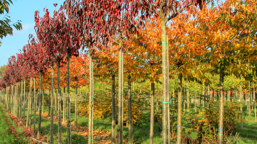 Prunus serrulata 'Royal Burgundy' standard tree